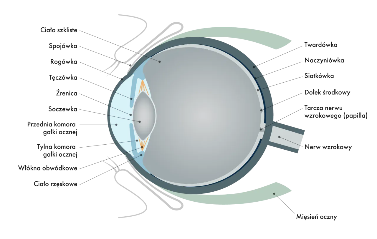 Zdjęcie Jak działa soczewka w oku i jak wpływa na twoje widzenie
