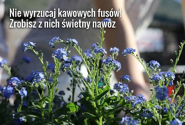 Zdjęcie Jak zrobić nawozy ekologiczne w prosty sposób i zaoszczędzić na ogrodzie