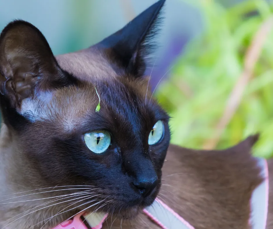 Zdjęcie Ceny kotów tonkijskich w Polsce - co wpływa na ich wartość?