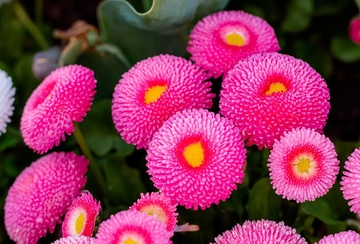 Zdjęcie Stokrotka ogrodowa - jak długo kwitnie i jak przedłużyć jej urok?