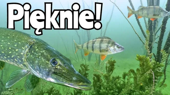 Zdjęcie Jezioro Głodowskie: Idealne miejsce na wędkowanie i relaks