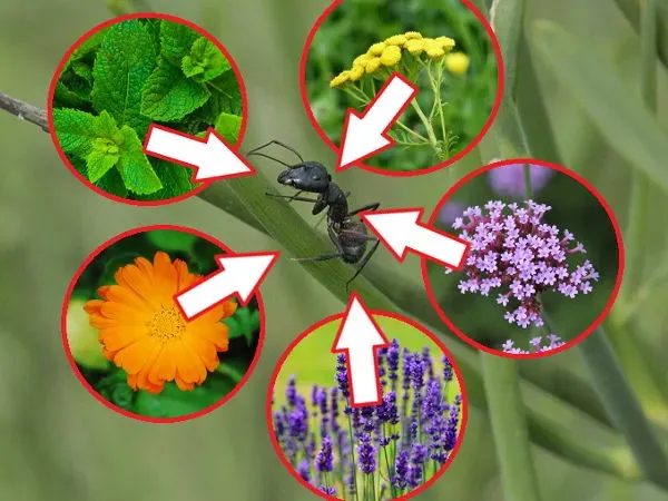 Zdjęcie Rośliny odstraszające mrówki w ogrodzie: naturalna ochrona kwiatów
