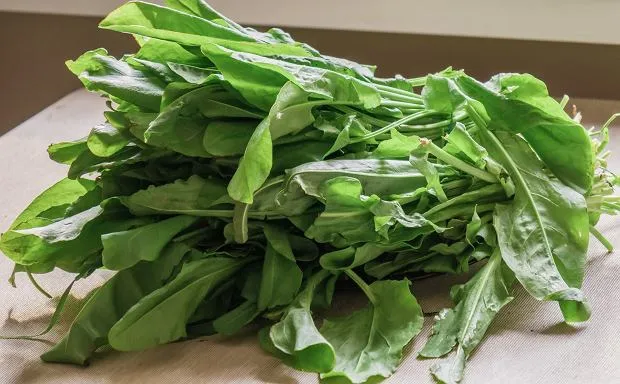 Zdjęcie Kiedy sezon na szczaw: nie przegap najlepszego czasu na zbiór