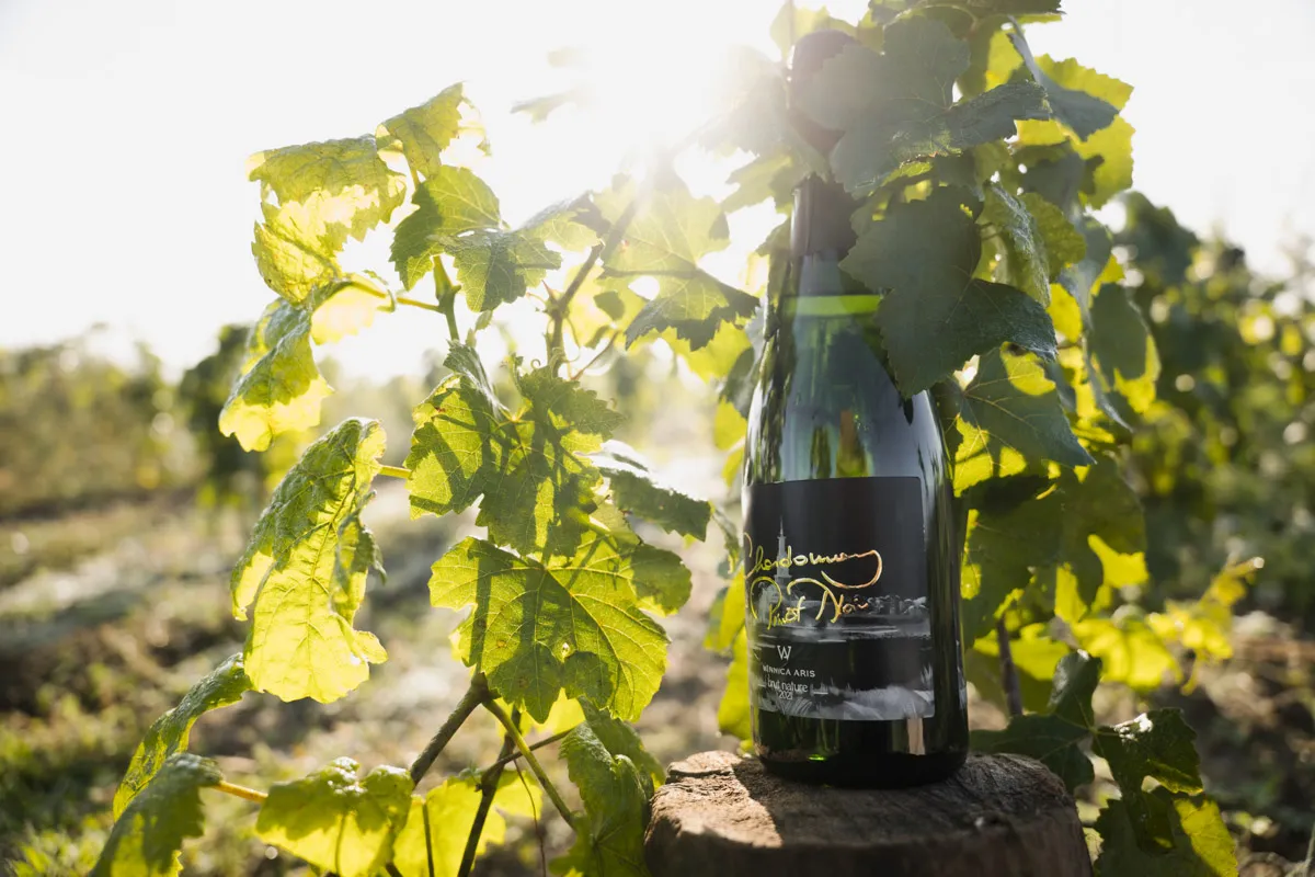 Zdjęcie Wino dry co to znaczy? Poznaj smak i różnice w winach