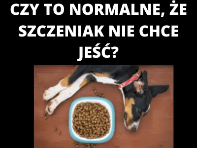 Zdjęcie Dlaczego szczeniak nie chce jeść? Przyczyny i skuteczne sposoby na apetyt