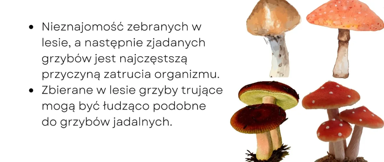 Zdjęcie Zatrucia grzybami: objawy, pierwsza pomoc i jak uniknąć zagrożeń