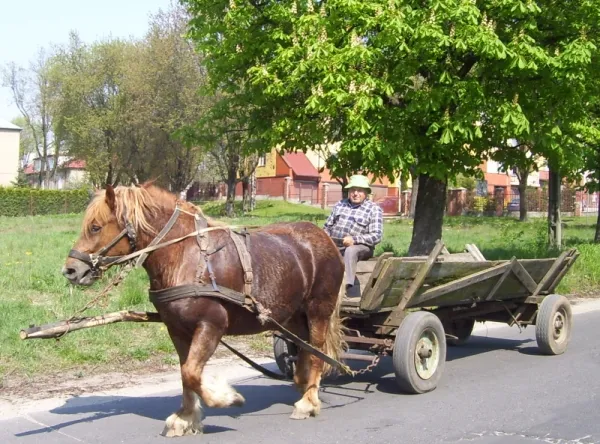 Zdjęcie Koń z wozem: Historia transportu, który zmienił cywilizację