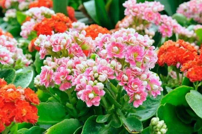 Zdjęcie Kalanchoe: Jak dbać, by kwitło latami? Poradnik krok po kroku