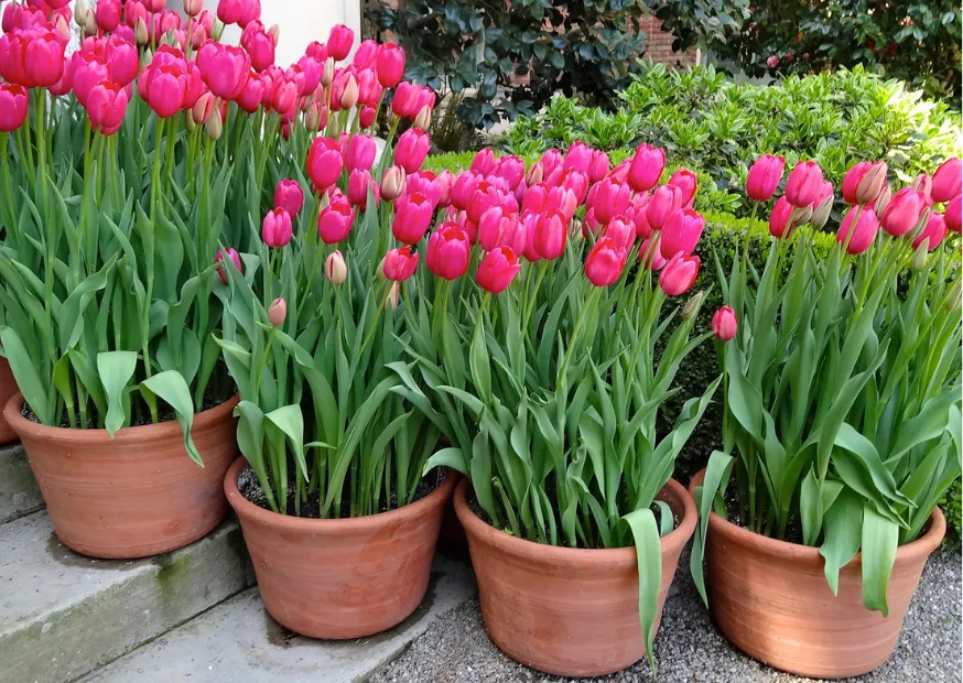 Zdjęcie Cuando plantar tulipanes en maceta para un jardín espectacular en otoño