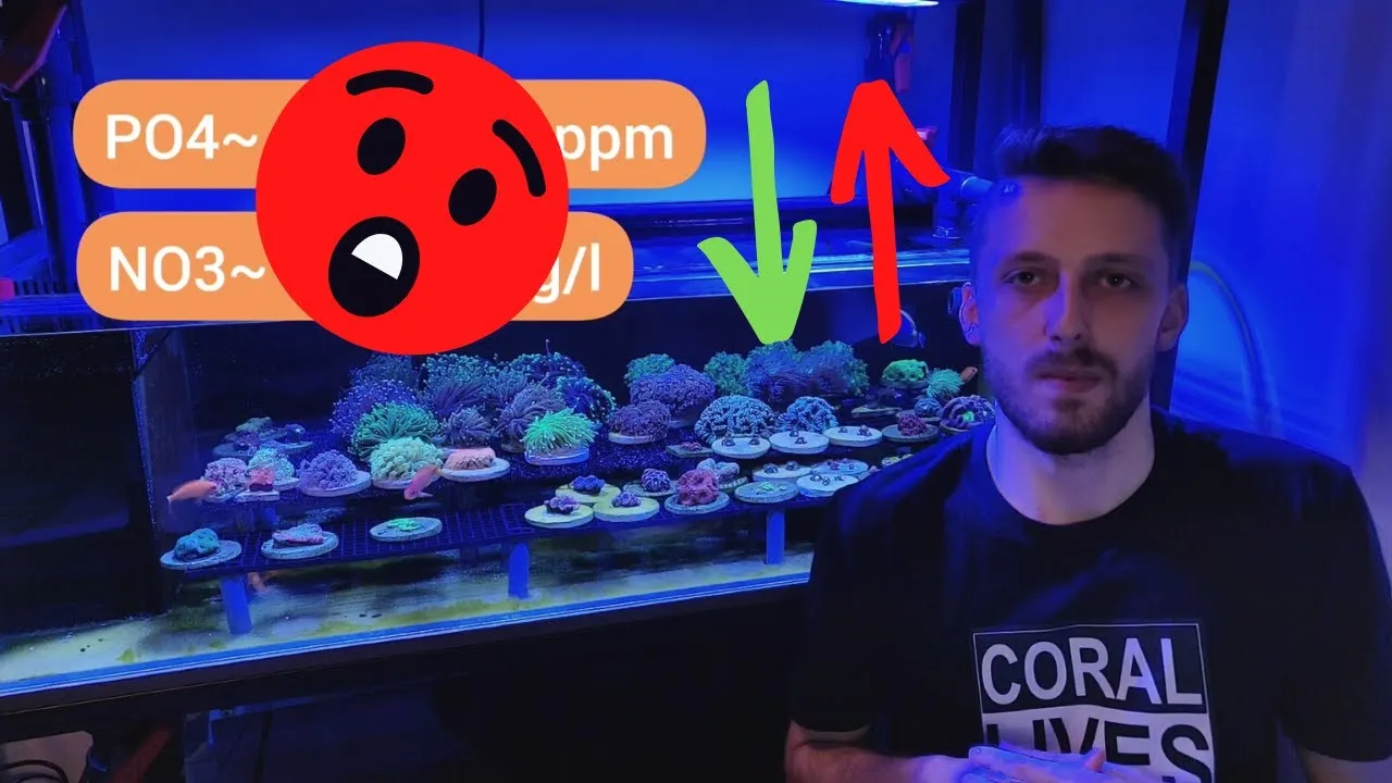 Zdjęcie Ile PO4 w akwarium? Kluczowe poziomy dla zdrowych ryb i roślin