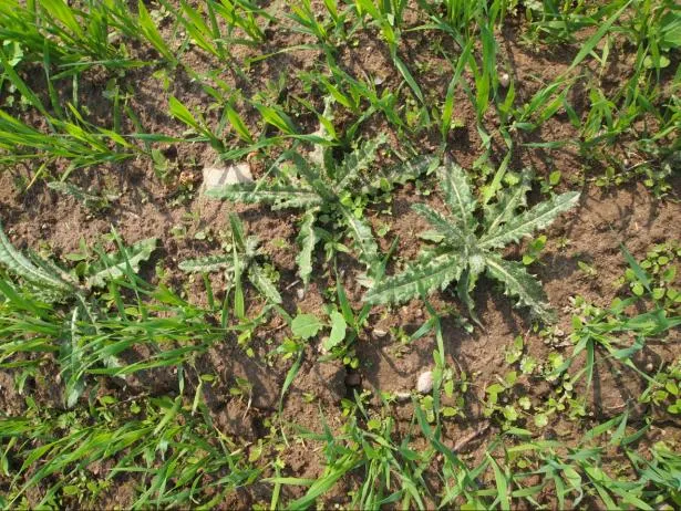 Zdjęcie Ostrożeń polny: Jak pozbyć się kłującego chwastu?