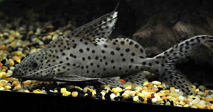 Zdjęcie Ile kosztuje rybka w sklepie zoologicznym? Zaskakujące ceny i gatunki