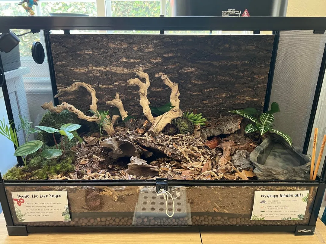 Zdjęcie Jak zrobić terrarium dla żaby - kluczowe wskazówki i błędy do uniknięcia