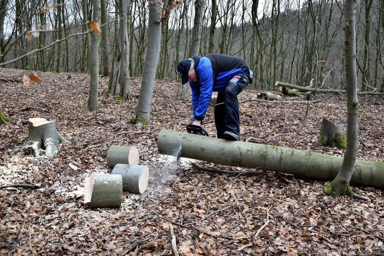 Zdjęcie Jaka jest kara za wycięcie drzewa? Sprawdź, co możesz stracić