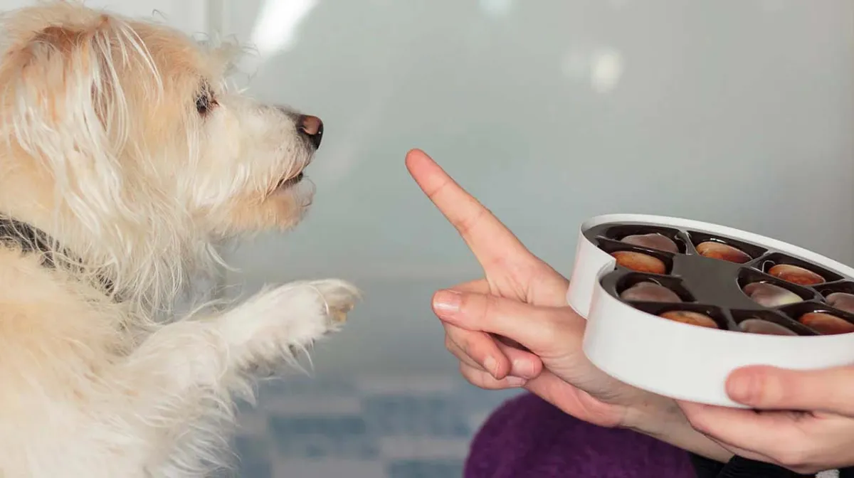 Zdjęcie Wie lange verdaut ein Hund? Wichtige Faktoren für die Gesundheit