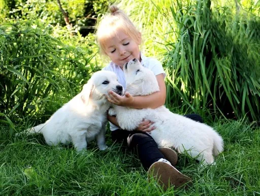 Zdjęcie Szczenięta golden retriever na sprzedaż w Île-de-France - sprawdź oferty