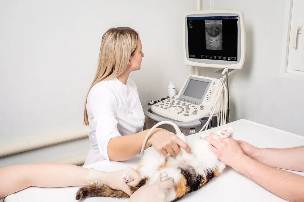 Zdjęcie Ile sutków ma kotka? Zaskakujące fakty o anatomii kotów