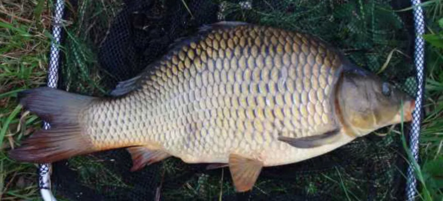 Zdjęcie Najlepsza zanęta karp amur - skuteczne mieszanki na ryby