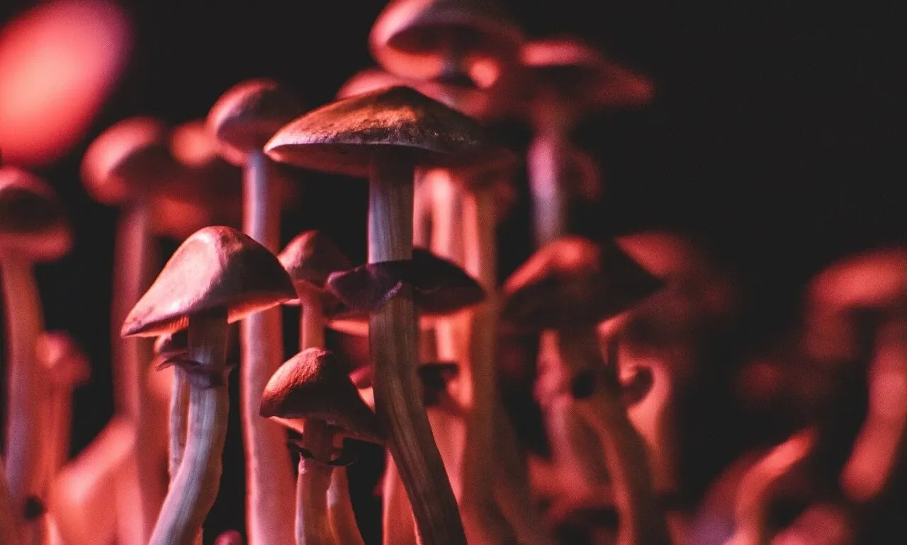 Zdjęcie Jedzenie grzybów halucynogennych: skutki, ryzyko i zdrowie psychiczne