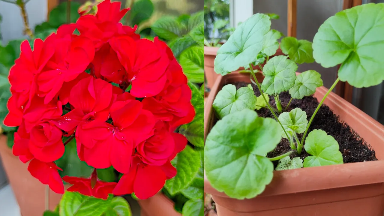 Zdjęcie Pelargonia nasiona kiedy siać - idealny czas na siew dla sukcesu