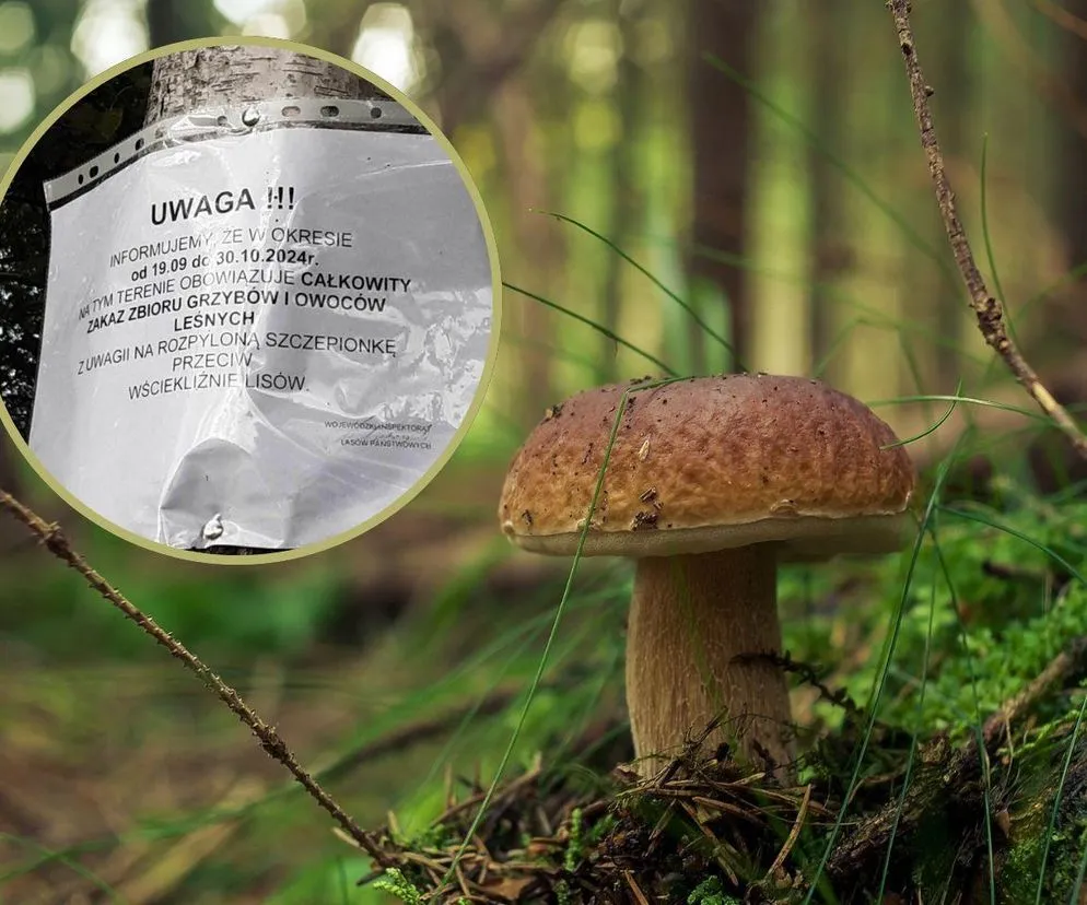 Zdjęcie Dlaczego nie ma grzybów w lesie? Odkryj przyczyny i porady