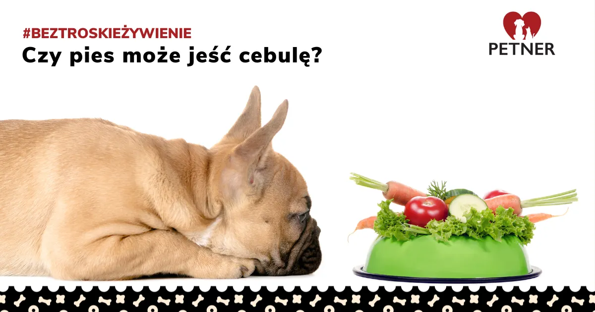 Zdjęcie Czy pies może jeść cebulę? Niebezpieczeństwa i bezpieczne alternatywy