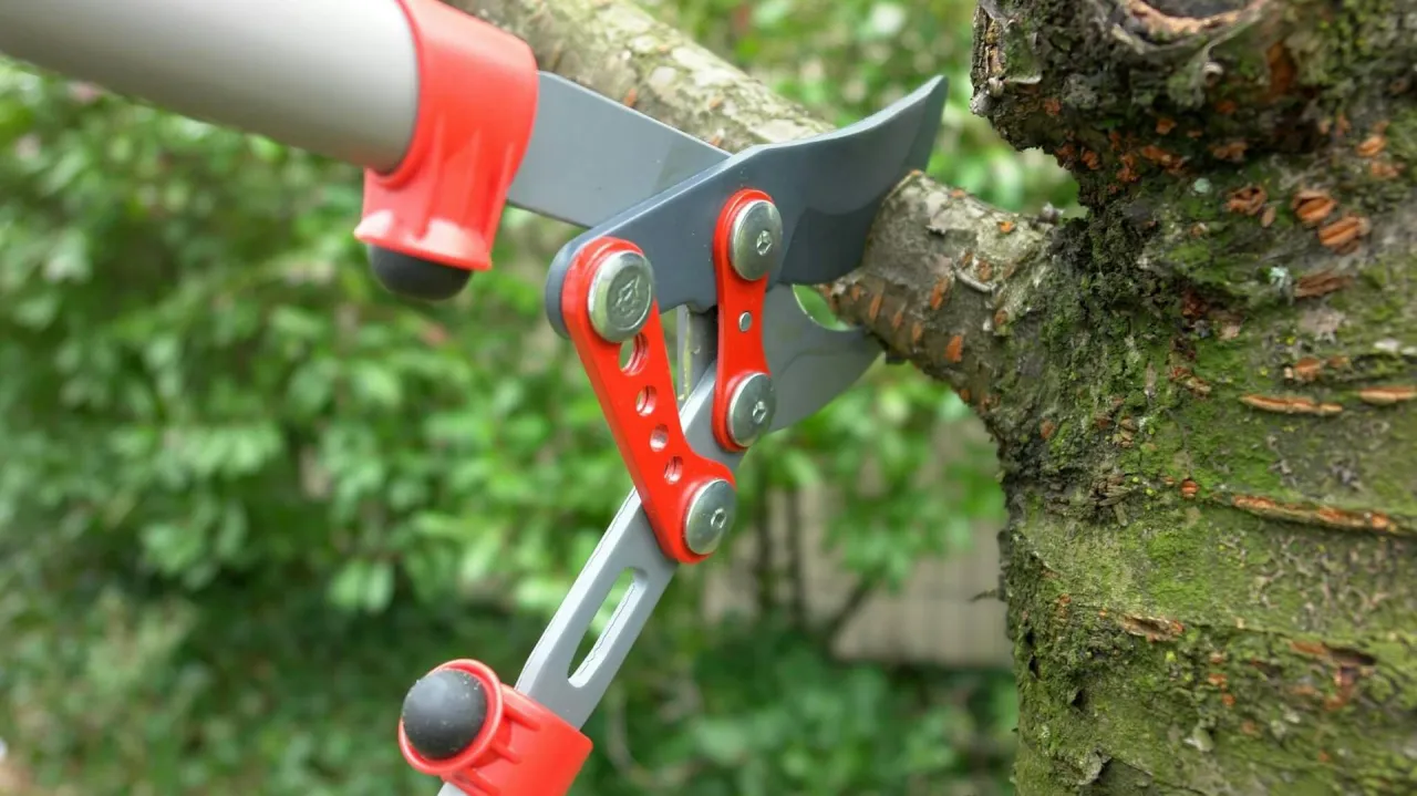 Zdjęcie Obcinacz do gałęzi: Jak wybrać najlepszy do ogrodu?