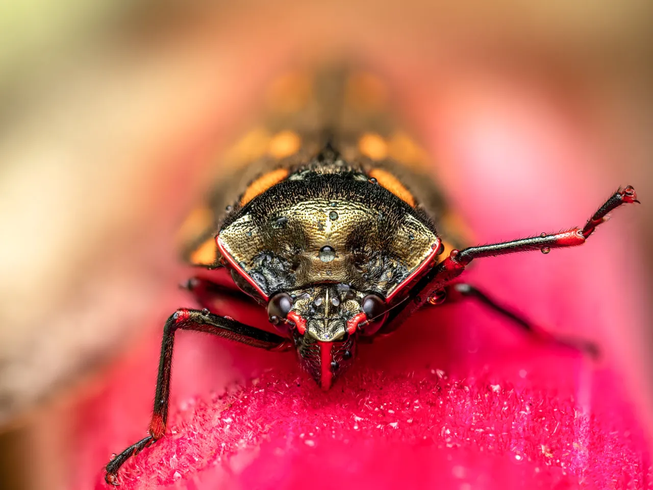 Zdjęcie Jak zrobić obiektyw makro: proste techniki i najlepsze rozwiązania fotografii