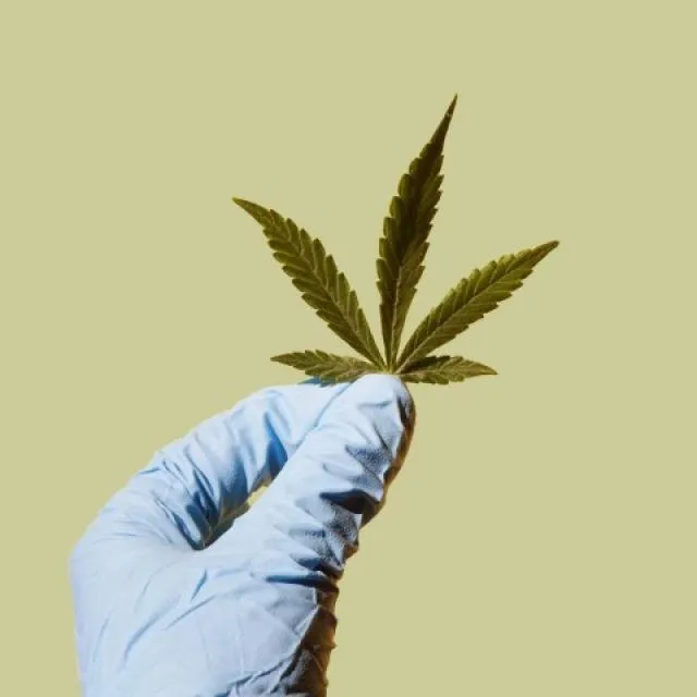 Zdjęcie Co to znaczy THC? Zrozumienie jego wpływu i znaczenia w konopiach