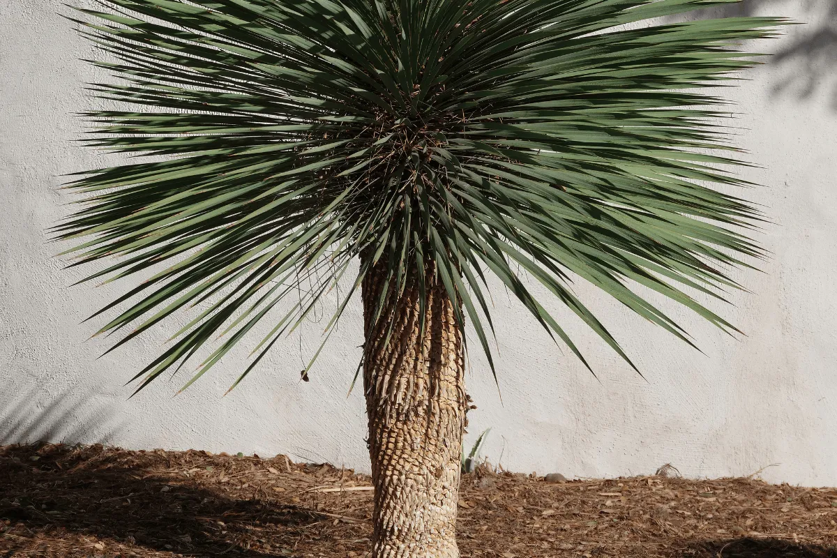 Zdjęcie Przesadzanie juki ogrodowej: Kiedy i jak to zrobić, by rosła bujnie?