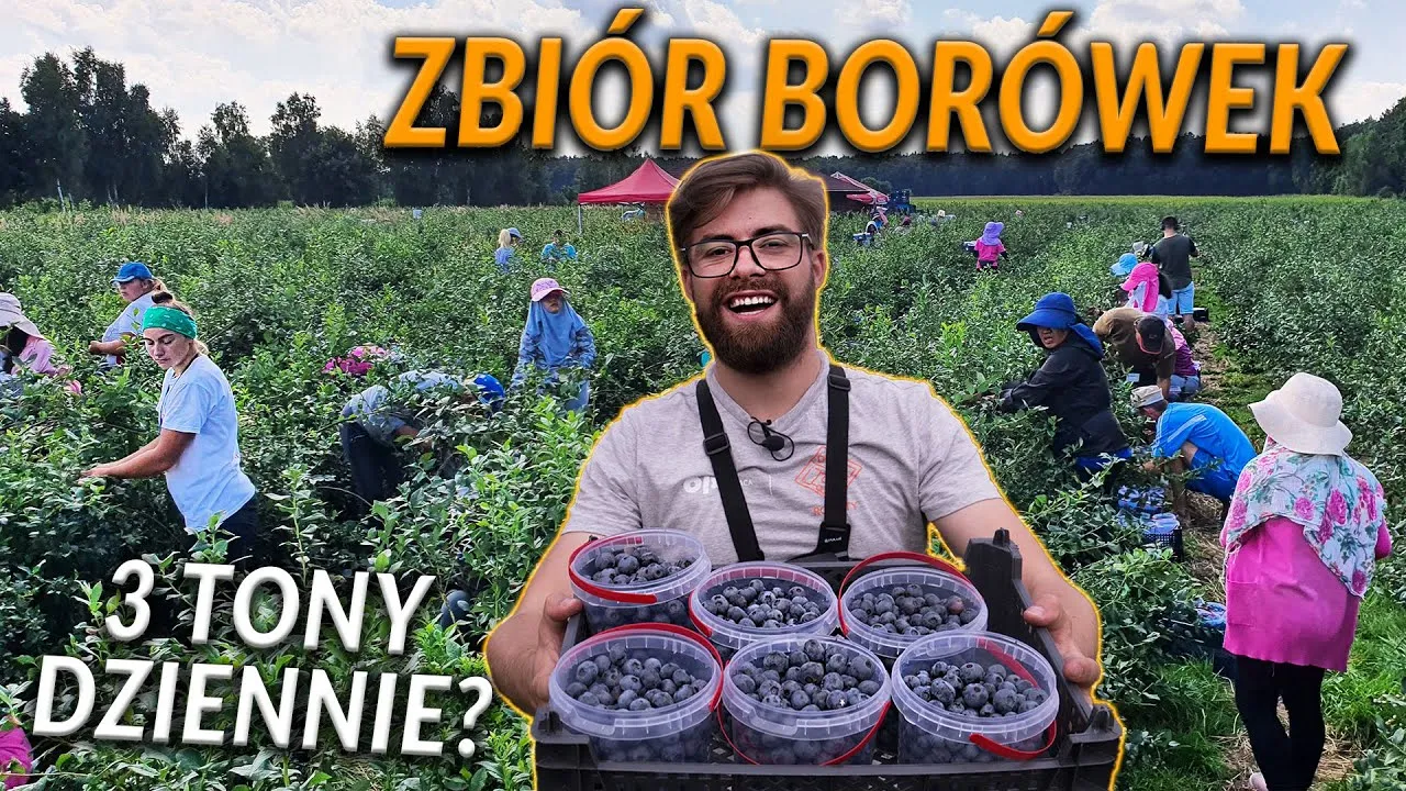 Zdjęcie Ile można zarobić na borówkach w Niemczech? Sprawdź realne zarobki