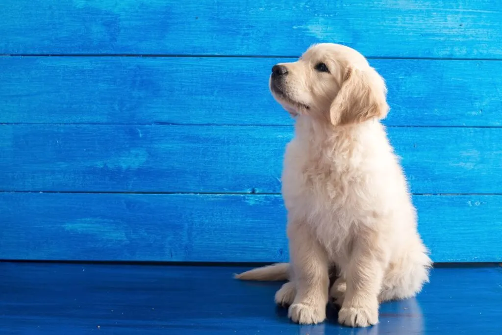 Zdjęcie Czy golden retriever niszczy? Jak uniknąć zniszczeń w domu