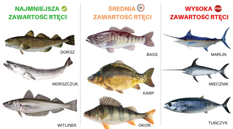 Zdjęcie Ile rybki są w ciąży? Jakie ryby są bezpieczne i które unikać?