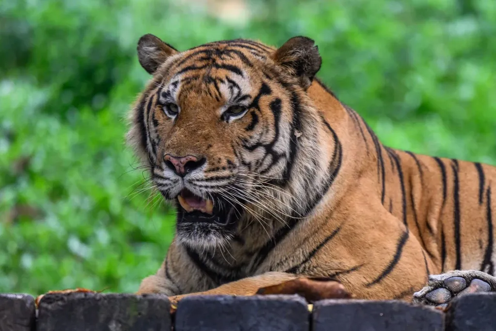 Zdjęcie Czy w Afryce są tygrysy? Prawda o ich występowaniu w naturze