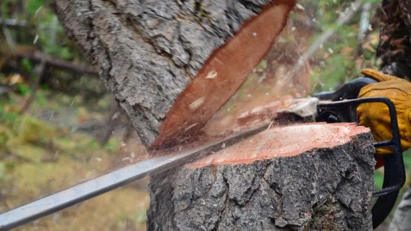 Zdjęcie Wycinka drzew: przyczyny, skutki i jak chronić zieleń w Polsce