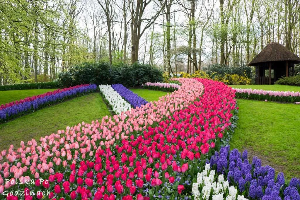 Zdjęcie Najlepszy czas na wizytę w Keukenhof: uniknij tłumów i zobacz tulipany w pełni kwitnienia