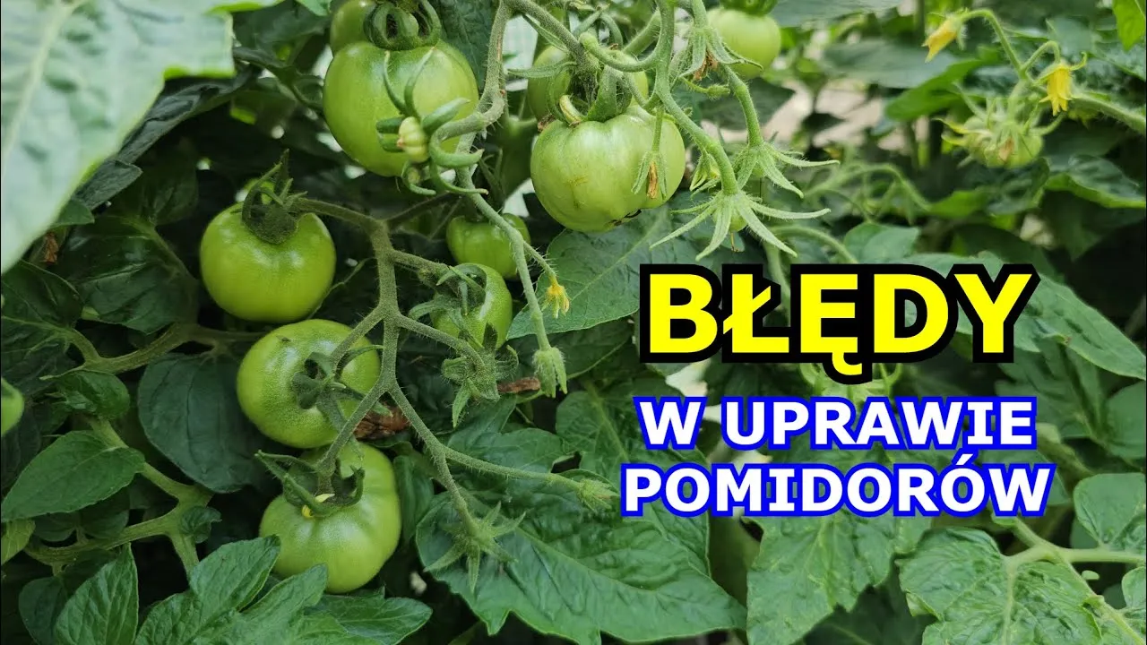 Zdjęcie Jak dbać o pomidory w doniczce, by uniknąć najczęstszych błędów