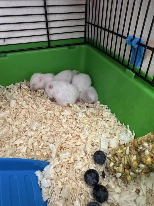 Zdjęcie Ile kosztuje chomik z hodowli? Ceny i co warto wiedzieć przed zakupem