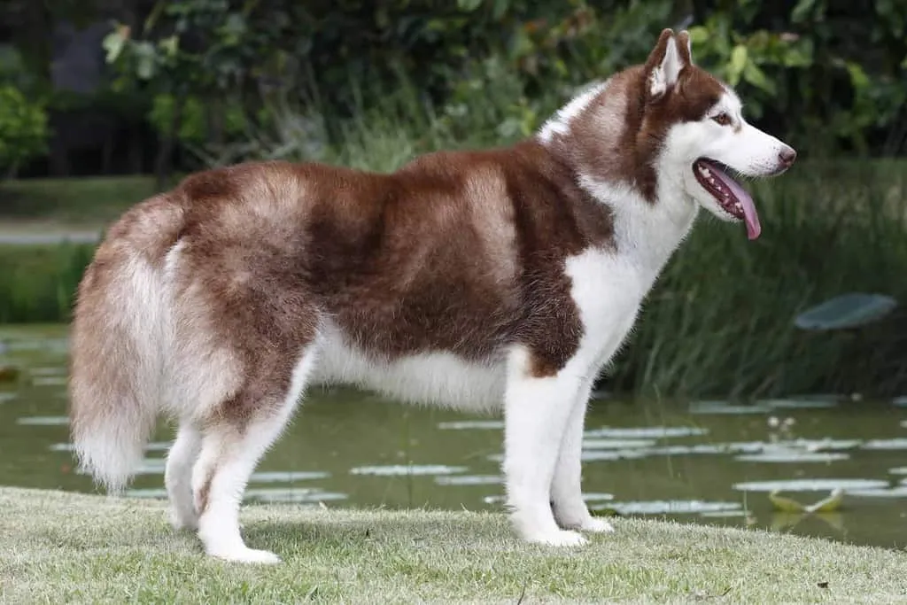 Zdjęcie Czy husky jest agresywny? Odkryj prawdę o ich zachowaniu