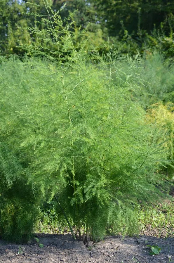 Zdjęcie Asparagus ogrodowy: jadalny i zdrowy przysmak - co warto wiedzieć