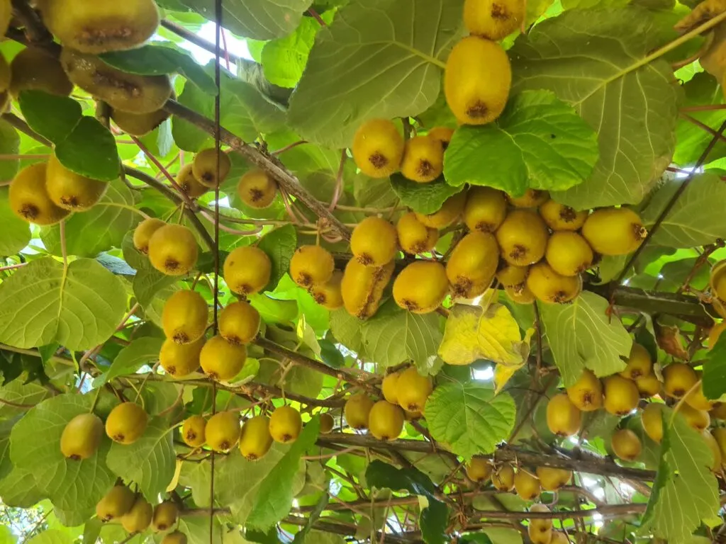 Zdjęcie W jakim kraju rośnie kiwi? Odkryj tajemnice jego uprawy na świecie