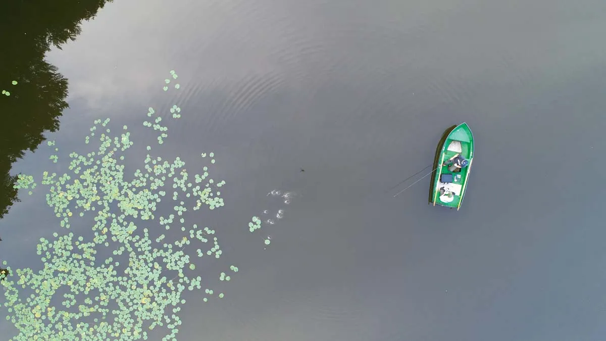 Zdjęcie Wo halten sich Karpfen im See auf? Die besten Plätze für Angler