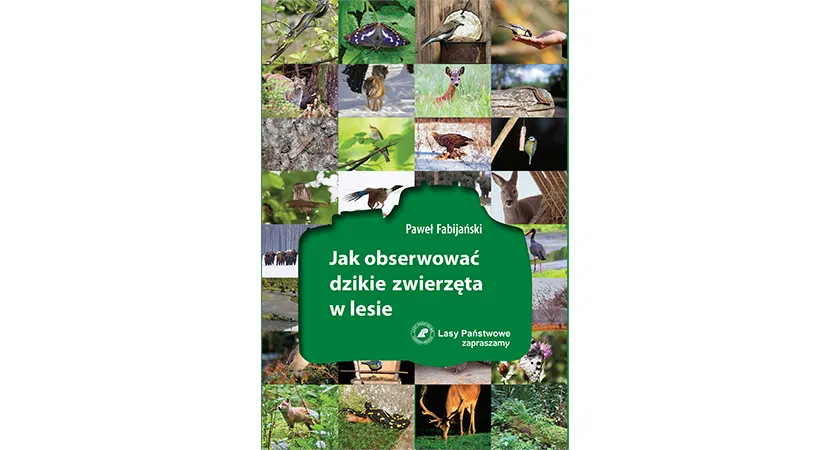 Zdjęcie Bezpieczeństwo podczas safari w RPA: zasady, które musisz znać