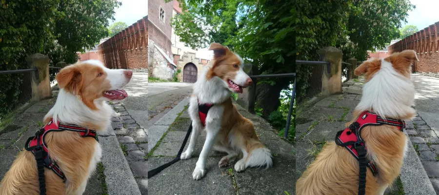 Zdjęcie Szelki czy obroża dla border collie: co wybrać dla aktywnego psa?