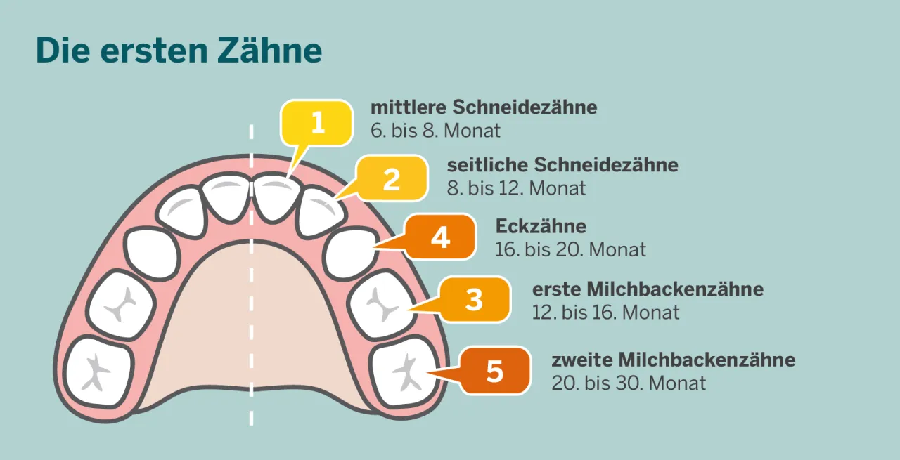 Zdjęcie Ile zębów mlecznych ma Twoje dziecko? Odkryj ważne informacje