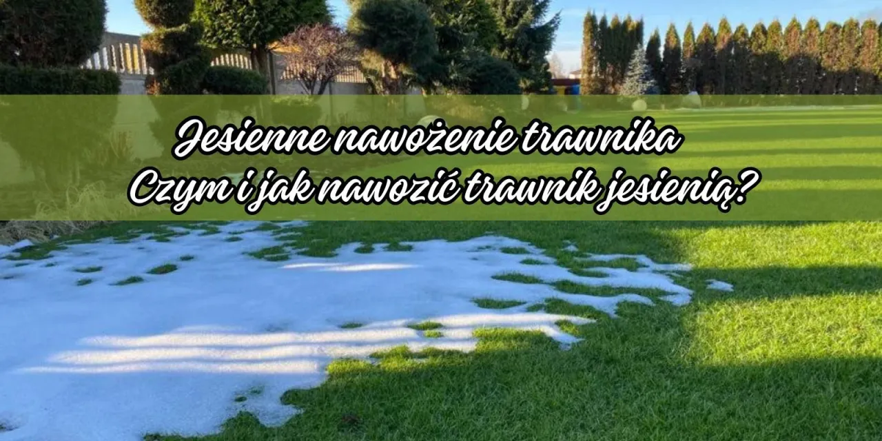 Zdjęcie Jaki nawóz na trawnik jesienią, aby uniknąć zimowych problemów?
