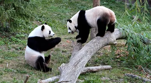 Zdjęcie Czy panda jest zagrożona wyginięciem? Aktualny status i ochrona pandy wielkiej