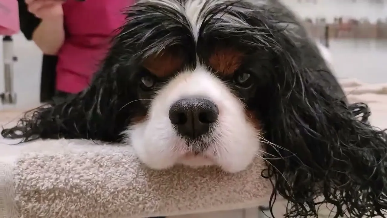 Zdjęcie Cavalier King Charles Spaniel - ile sierści gubi i jak dbać o futro