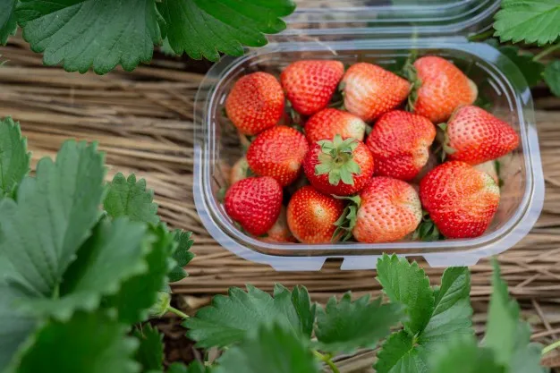 Zdjęcie Kalorie w truskawkach: Zaskakująco niski licznik kalorii 200g owoców