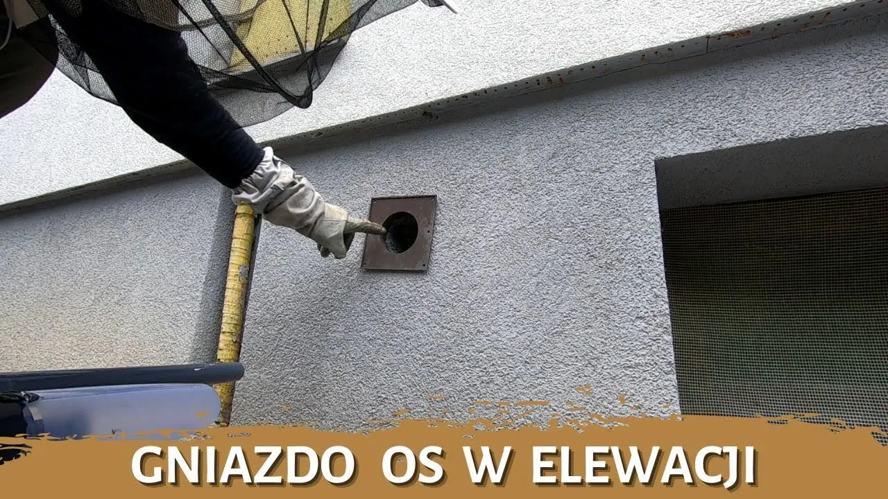 Zdjęcie Jak się pozbyć os z elewacji - skuteczne metody i bezpieczeństwo